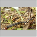 Nephrotoma pratensis - Schnake w04b.jpg